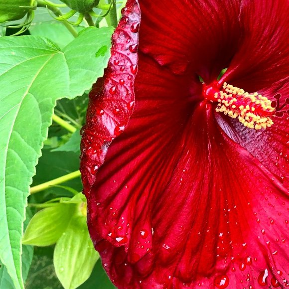 Meet your Posher, Margaret - Picture 1 of 2